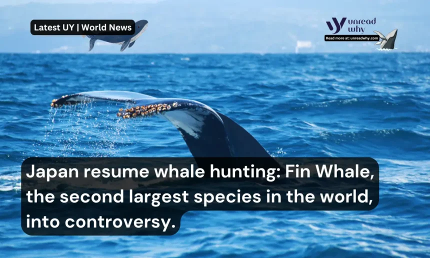 Japan resume whale hunting Fin Whale, the second largest species in the world, into controversy