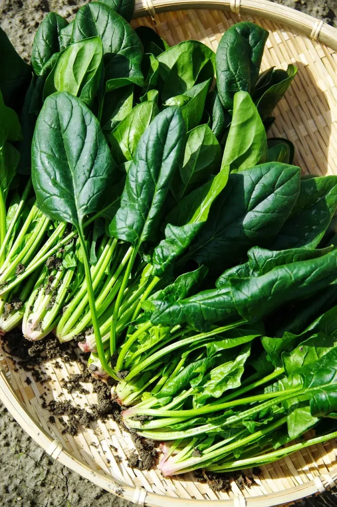 Superfood spinach