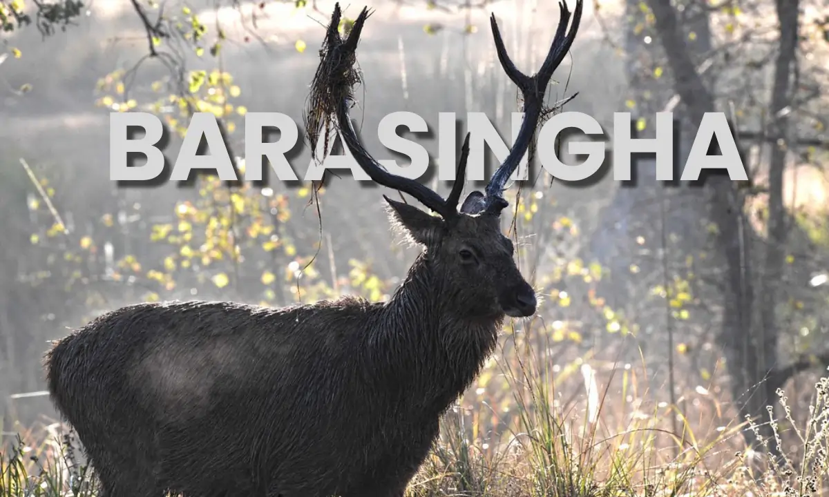 Barasingha