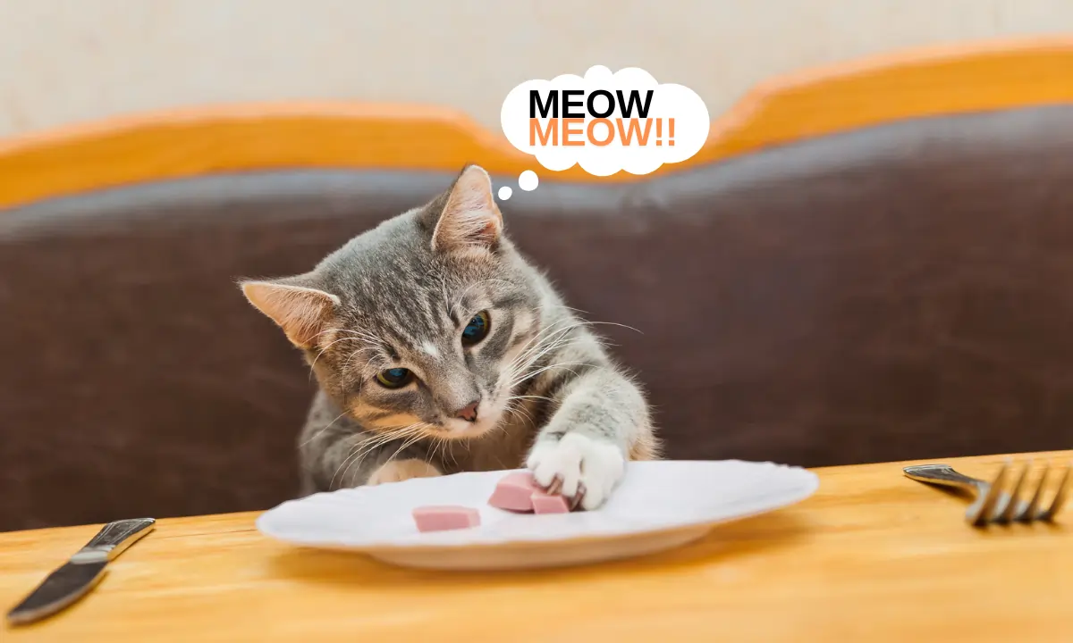 Cat Food
