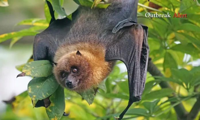 Nipah Virus Outbreak in India Sparks Public Health Emergency and Surveillance Surge