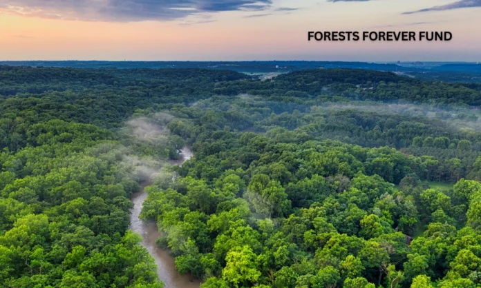 Brazil Pledges 1 Billion to Global Tropical Forest Fund Revolutionary Conservation Initiative Launched Brazil Pledges 1 Billion to Global Tropical Forest Fund Revolutionary Conservation Initiative Launched
