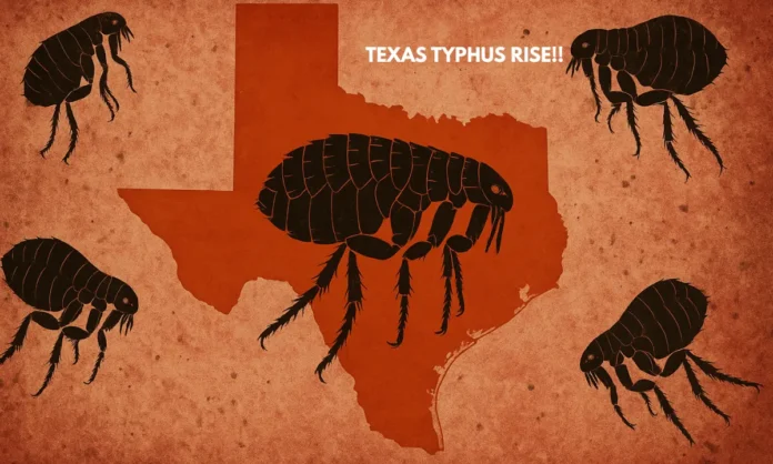 Flea-Borne Typhus Cases Surge as Texas Battles Deadliest Flea-Borne Typhus Outbreak in US History