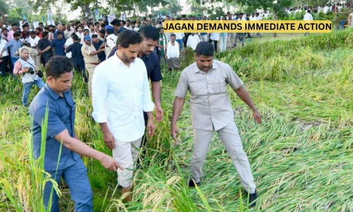 YSRCP President Jagan Demands Immediate Crop Insurance Payout Following Cyclone Montha Devastation in Andhra Pradesh YSRCP President Jagan Demands Immediate Crop Insurance Payout Following Cyclone Montha Devastation in Andhra Pradesh