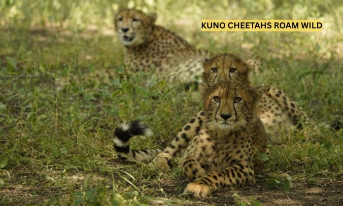 Cheetahs Released At Kuno Madhya Pradesh CM Marks Historic Milestone on International Cheetah Day